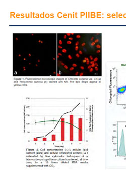 Portada de Biocombustibles de algas